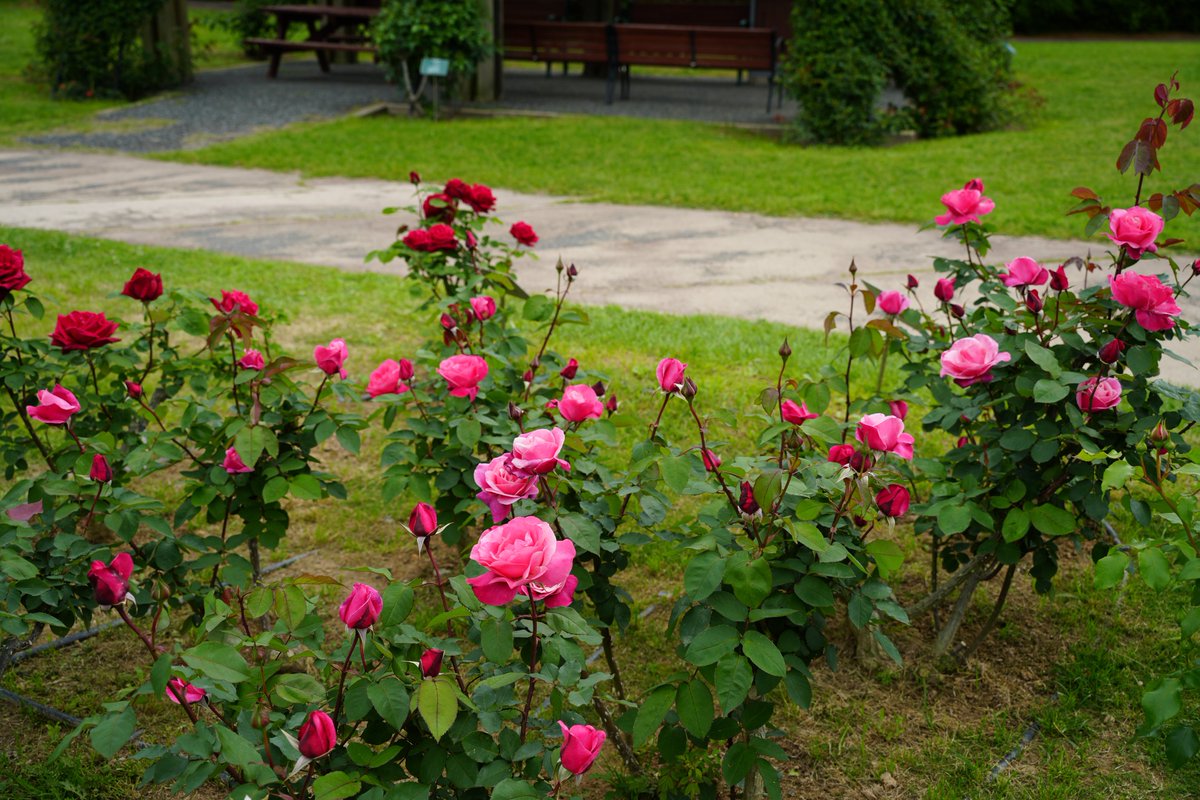 まみもこ tweet media