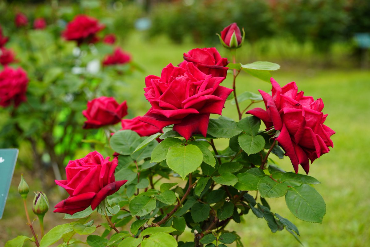 まみもこ tweet media