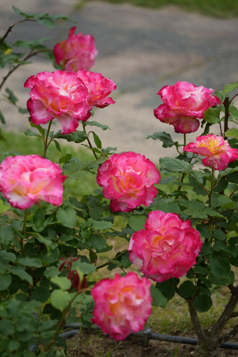 まみもこ tweet media