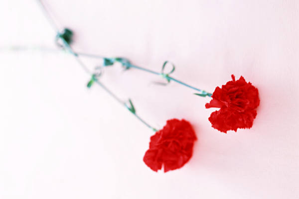 k_koyomi's tweet photo. 5月の第2日曜日は #母の日 (5/10)
1907年に始まったと言われる母の日。既に1世紀を超える歴史があり、母の愛に感謝し #カーネーションの花 を贈るという行事として日本にも定着しています。

ちなみにカーネーションは十字架にかけられたイエスに対し、母マリアが流した涙の跡に咲いた花。

母の日とカーネーション https://t.co/S97PC6AW5I
#こよみのページ #年中行事