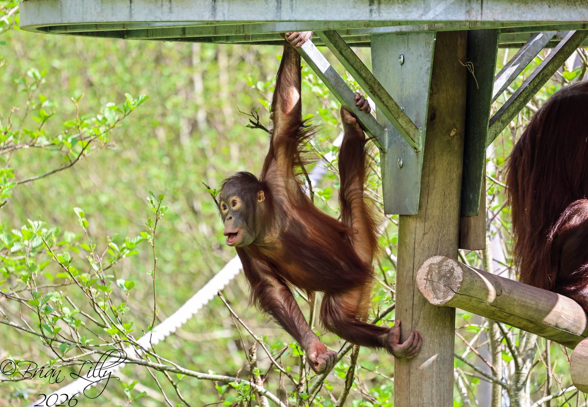 brglilly's tweet image. Ranbi just hanging about @PaigntonZoo #orangutan #primates