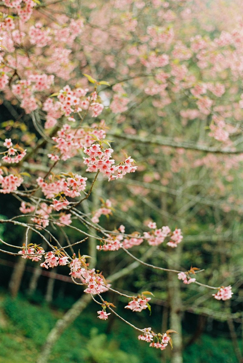 พอจ. 🍅 tweet media