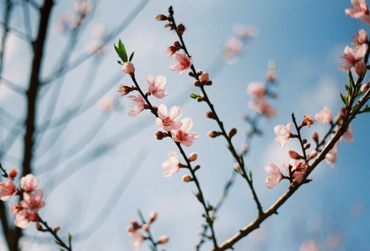 พอจ. 🍅 tweet media