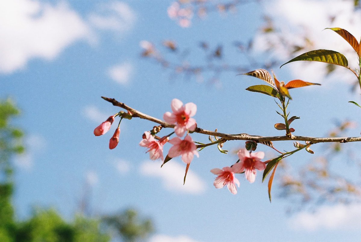 พอจ. 🍅 tweet media