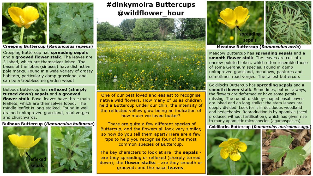 wildflowerhour tweet media