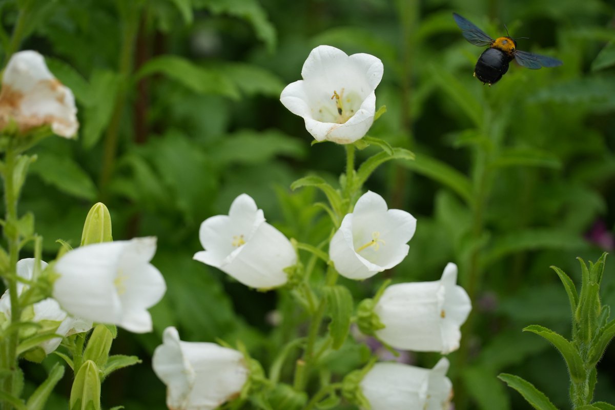 まみもこ tweet media