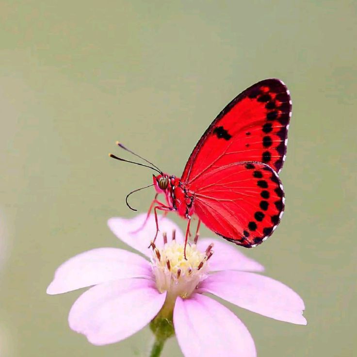Nature beauty (Ø,G)(✸,✸)GnomaAnomage HUDL (@ytbablu36971) on Twitter photo 