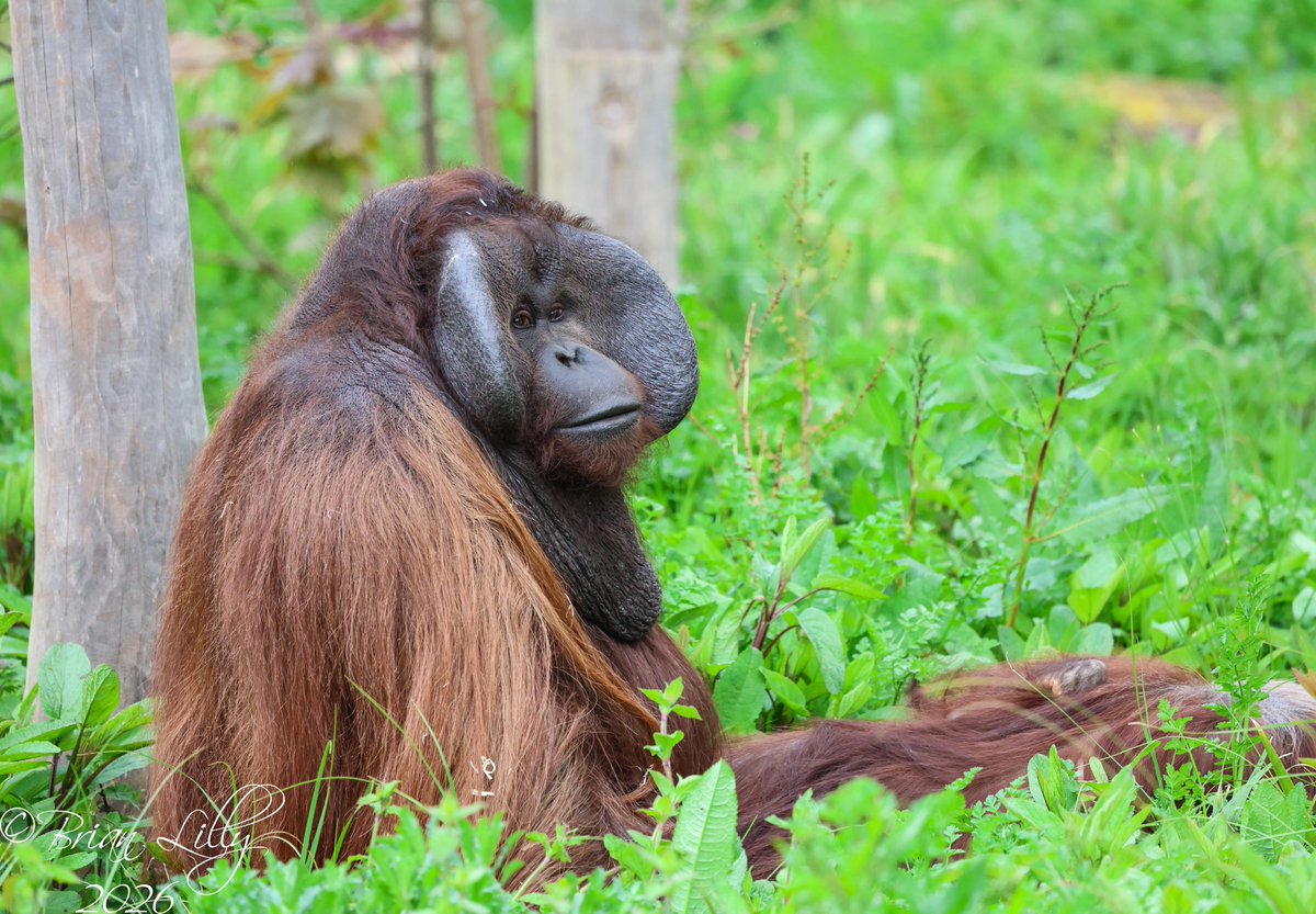 brglilly's tweet image. Wousan and Chinta making sweet Orangutan luvvvv in the long grass @PaigntonZoo #orangutans #primates