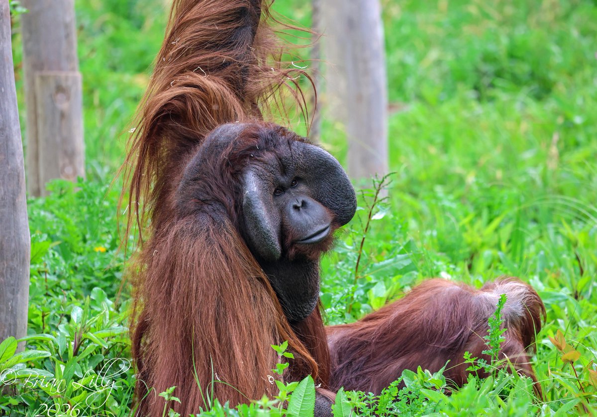 brglilly's tweet image. Wousan and Chinta making sweet Orangutan luvvvv in the long grass @PaigntonZoo #orangutans #primates