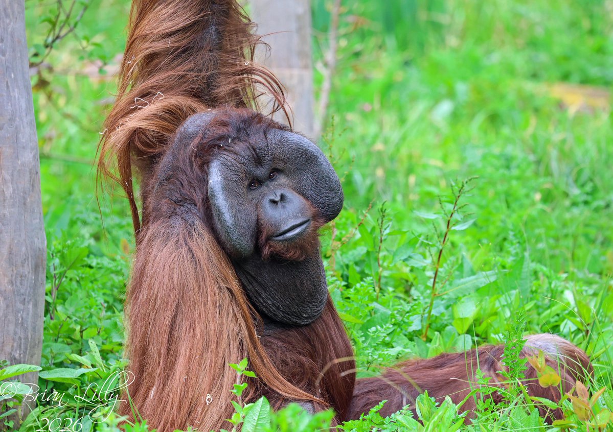 brglilly's tweet image. Wousan and Chinta making sweet Orangutan luvvvv in the long grass @PaigntonZoo #orangutans #primates