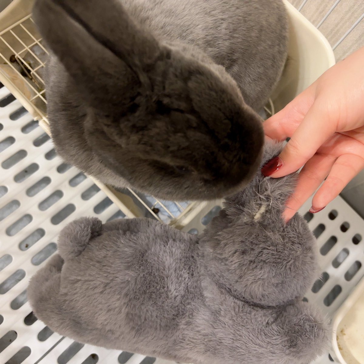 まる🐰(主:くみ) tweet media