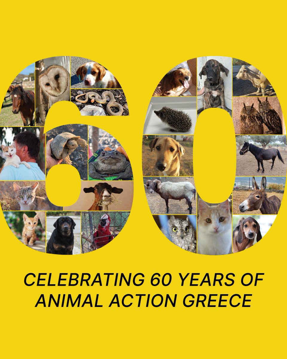 Animal Action Greece tweet media