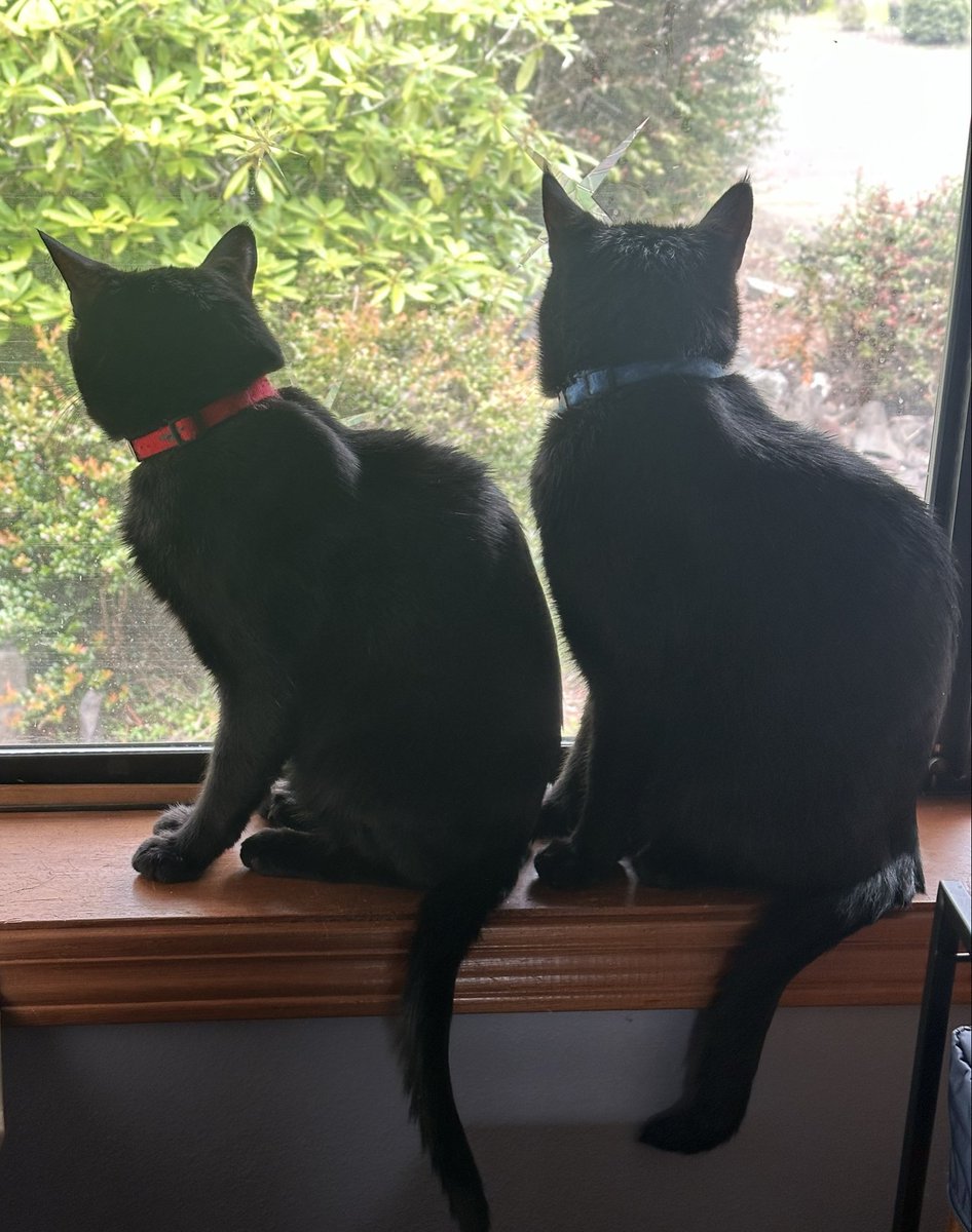 Boots and Binx: bonded bros tweet media