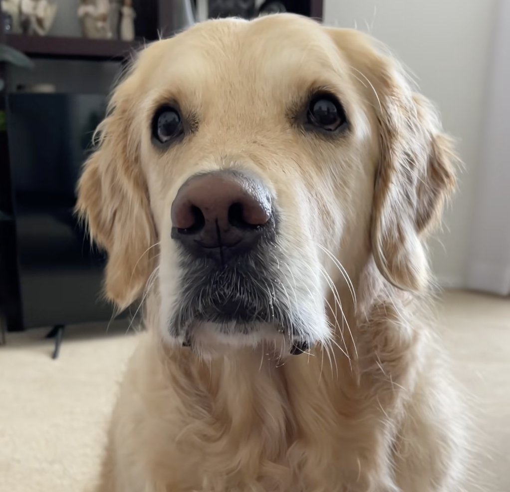 scrapemaster tweet media