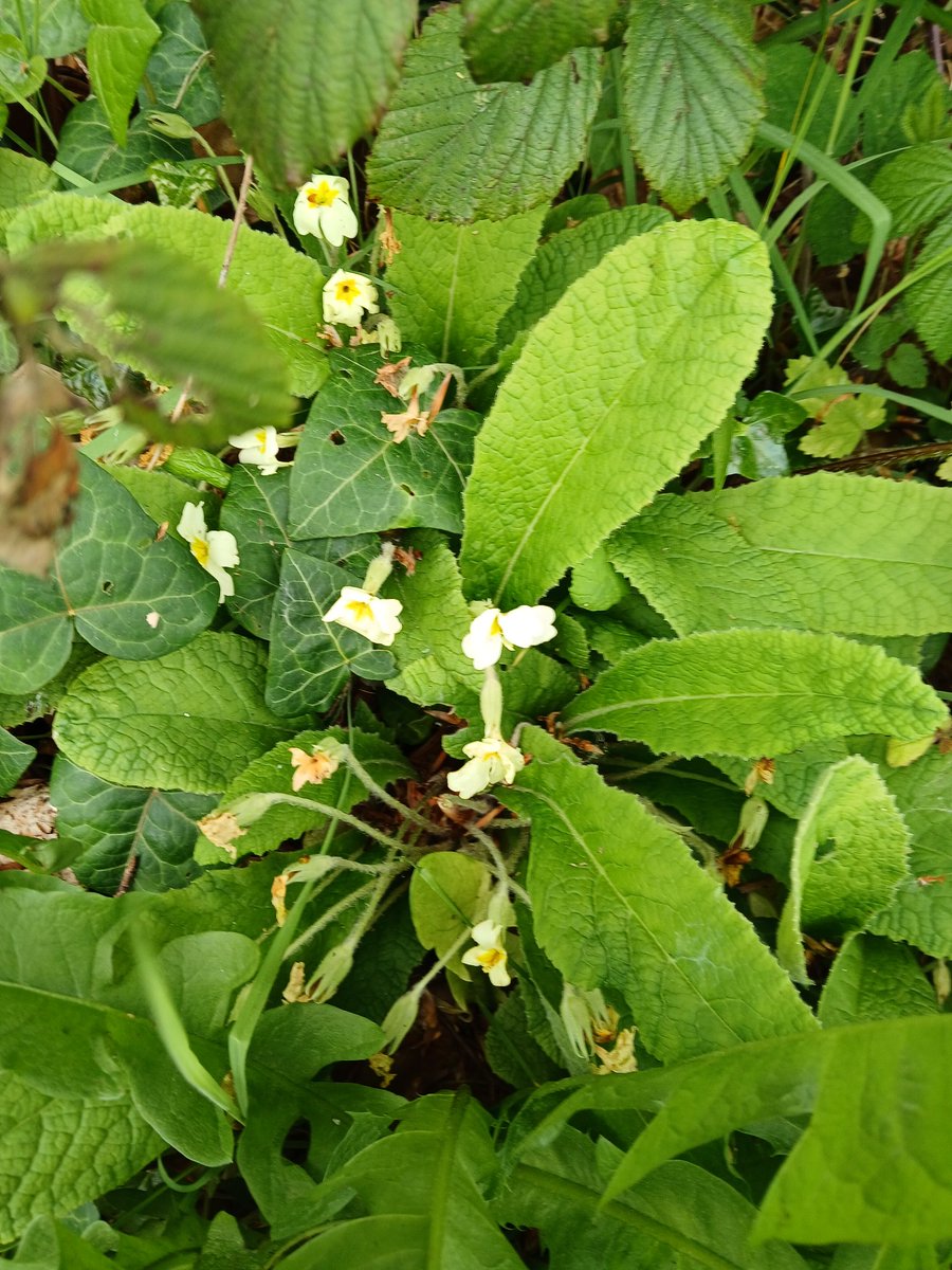 FlissZak's tweet image. The last of the primroses. Looking a bit sad but they are the first harbengers of spring. Love them. ☺️

#writingcommucity #poetrycommunity #reading community #nature #NatureIsBeautiful #naturephotography