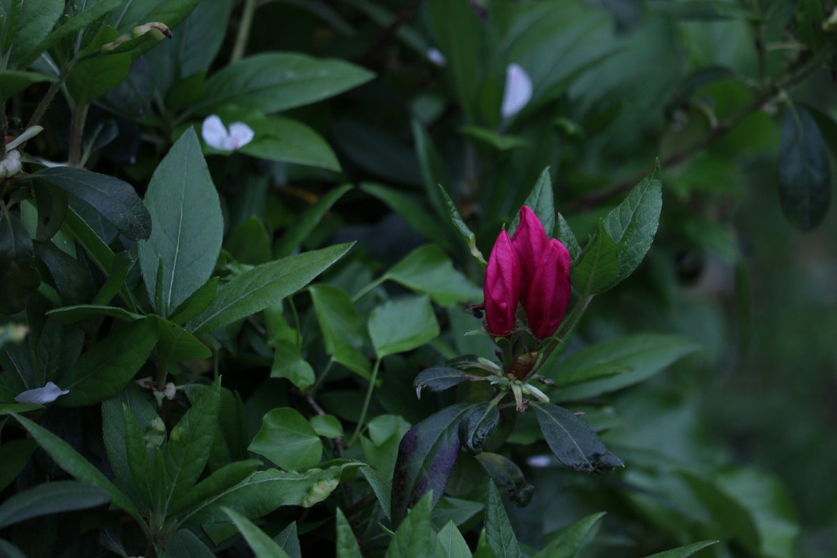 HalPy04's tweet image. #桜 #ソメイヨシノ
#ファインダー越しの私の世界 #キリトリセカイ #photography #HalPhot