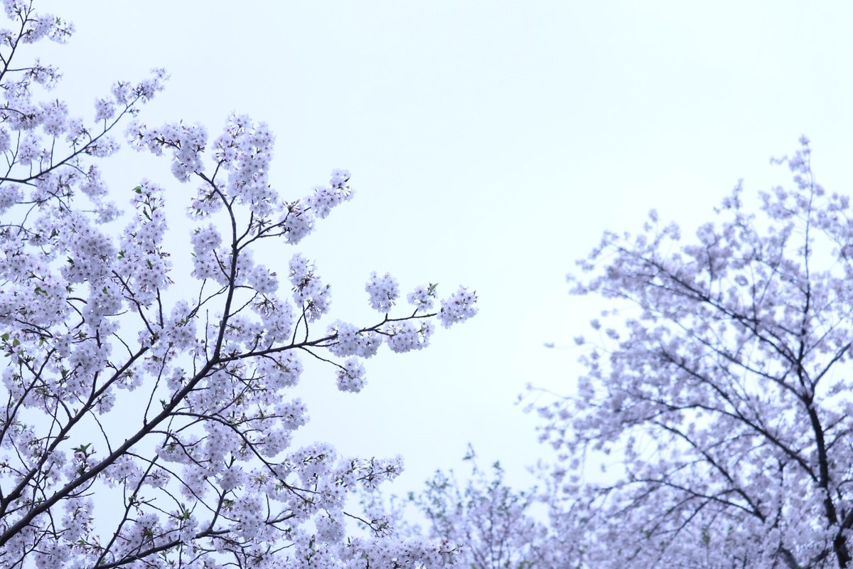 HalPy04's tweet image. #桜 #ソメイヨシノ
#ファインダー越しの私の世界 #キリトリセカイ #photography #HalPhot