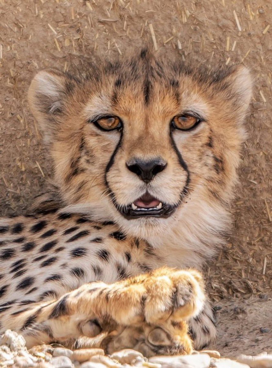 فلات ایران tweet media