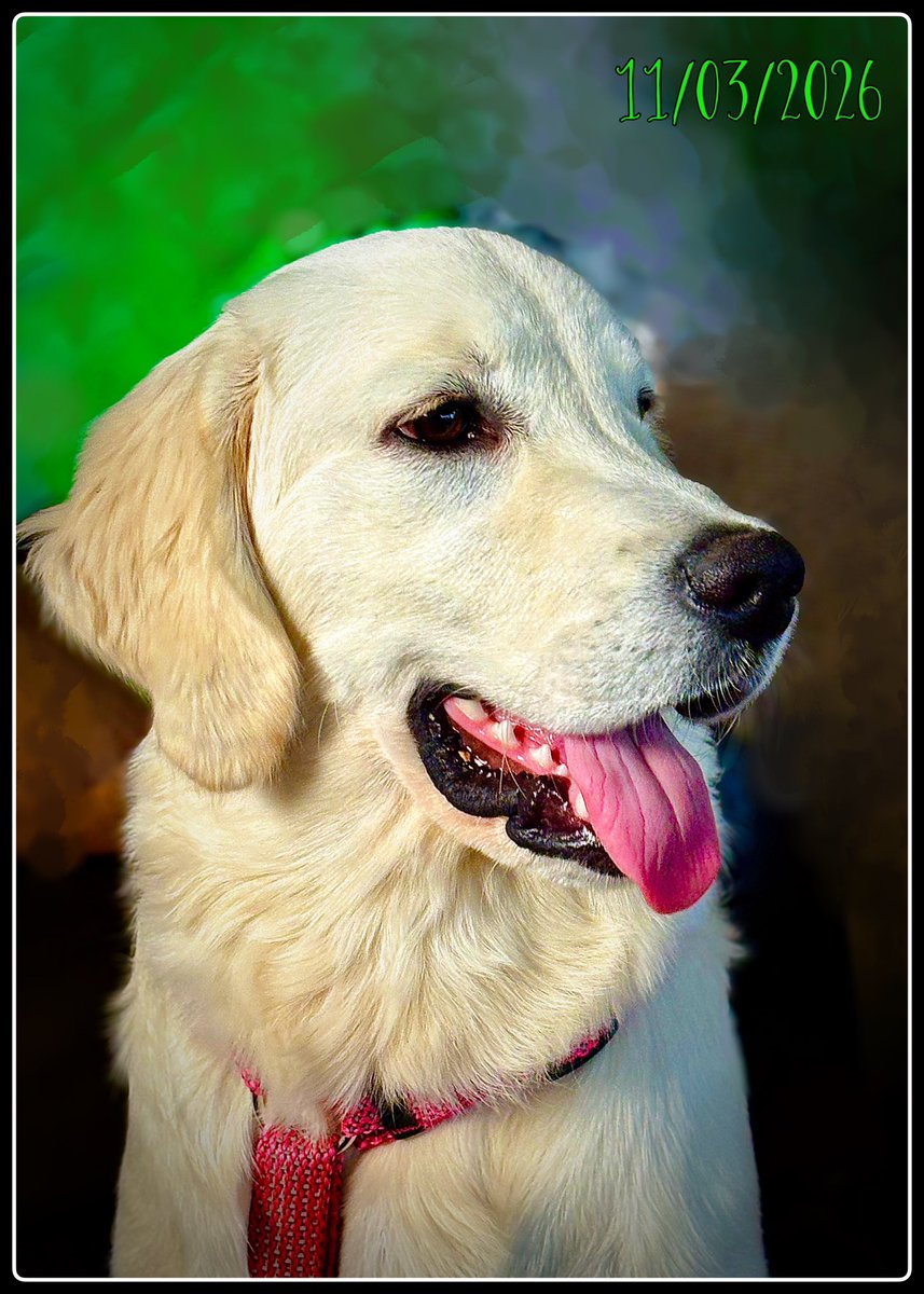 Pddy1's tweet image. #TongueOutTuesday  🦮