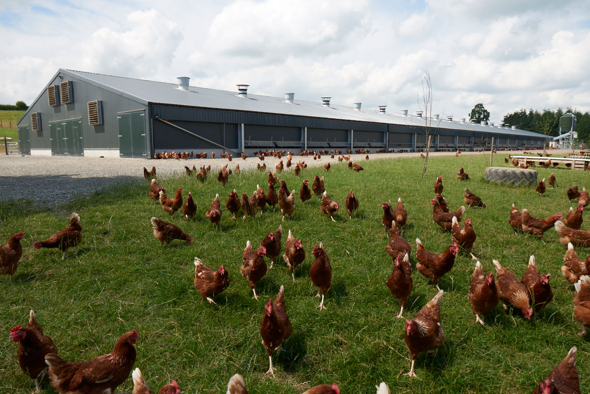 British Free Range Egg Producers Association tweet media