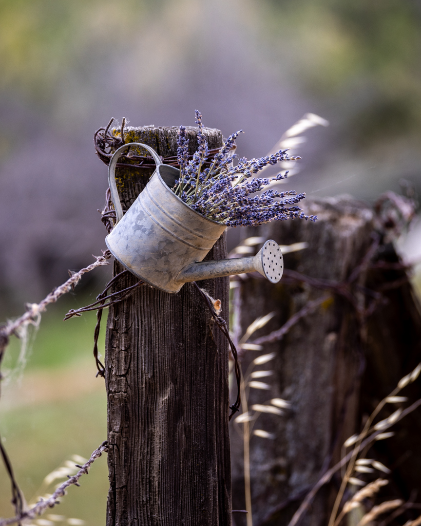 Tina Quillen Photography tweet media