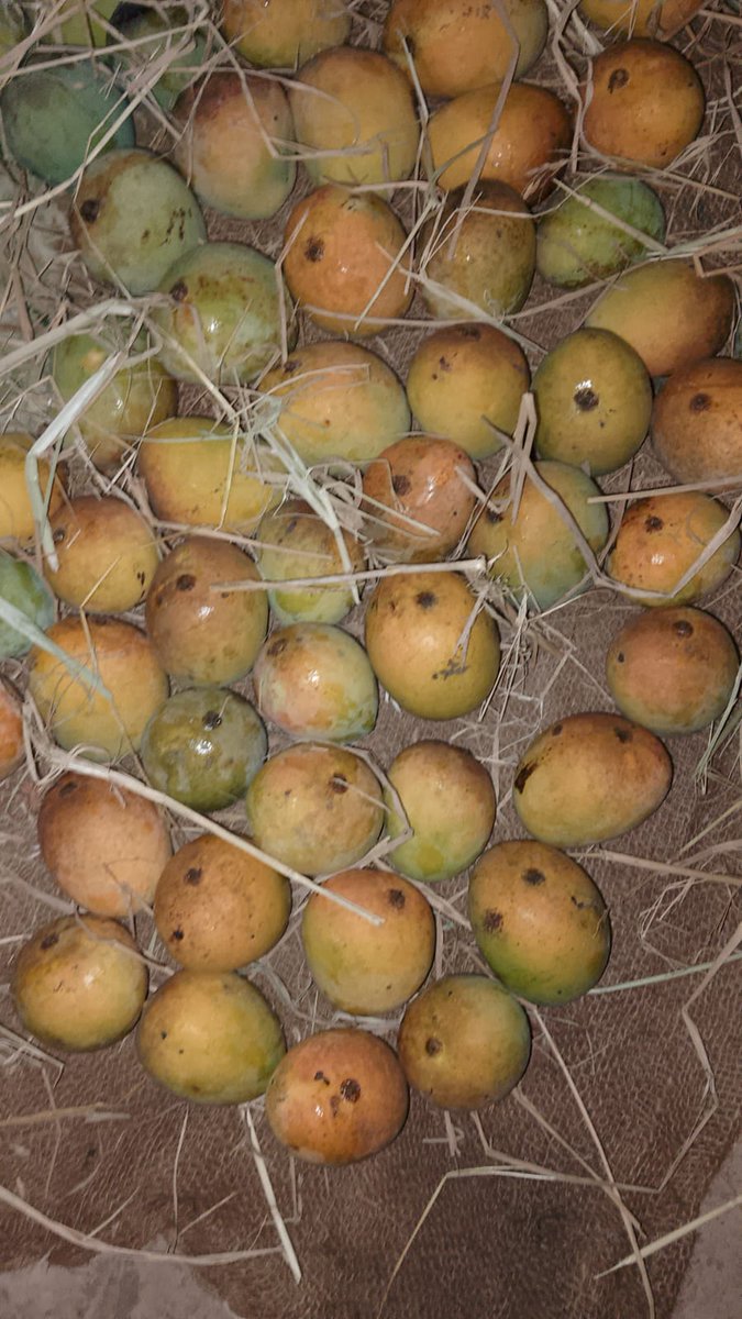 Sushshegat Goinkar tweet media