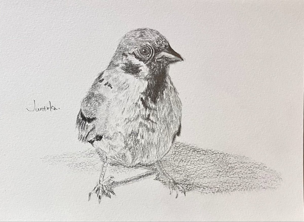 鉛筆画 雀 スズメ 鉛筆でスズメを描きました 目と口元の野生っぽさとか、適当に脚を置い