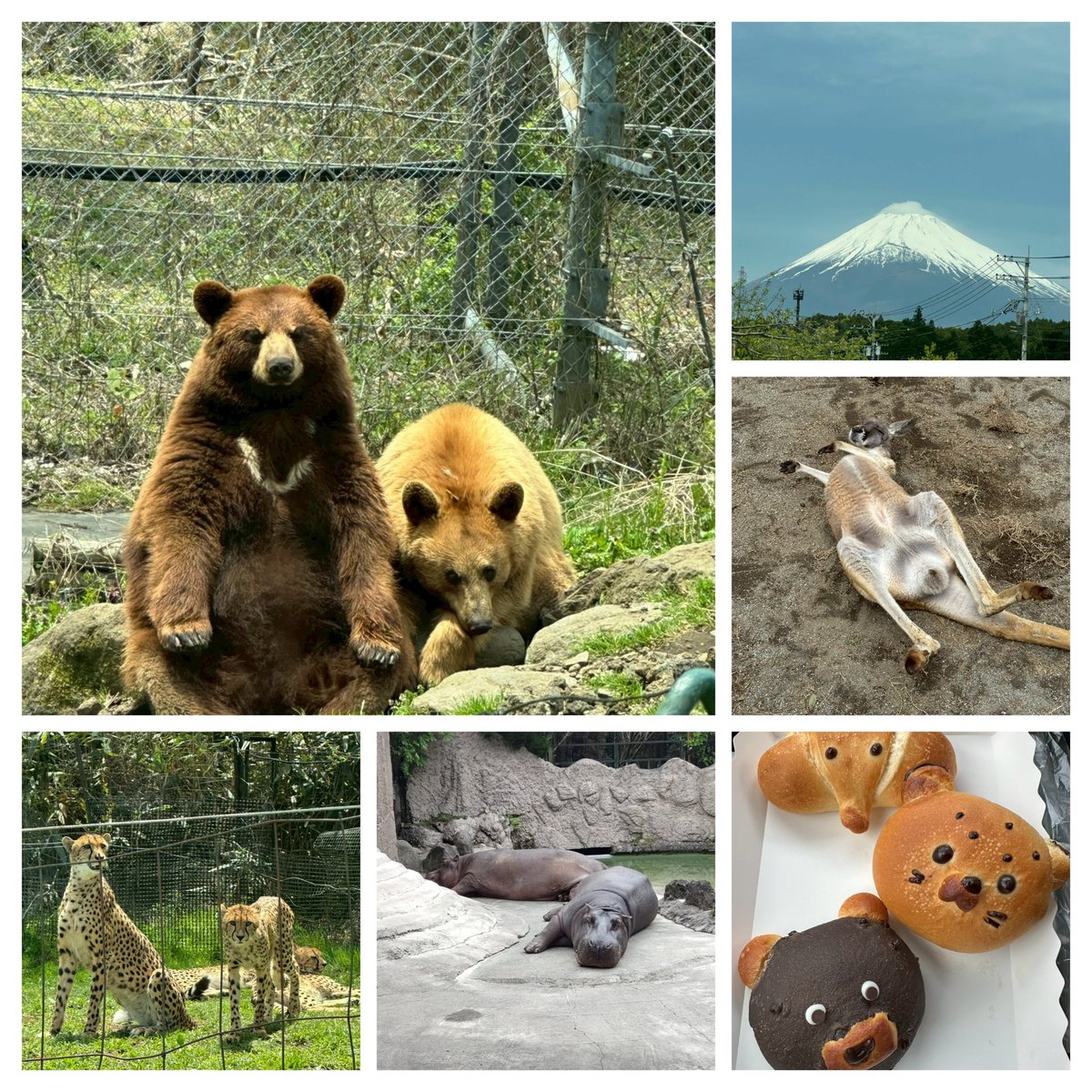 ぴい tweet media
