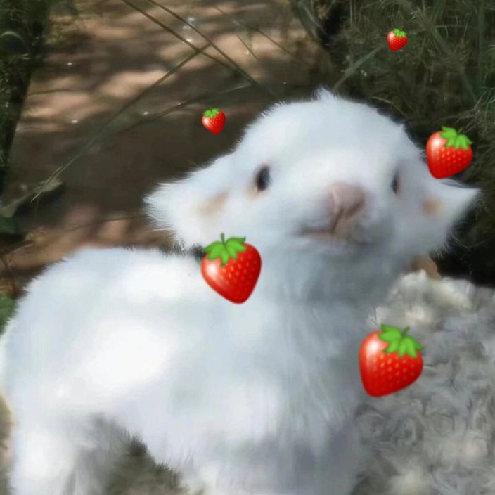 りんご / 천사님 모시는중! tweet media