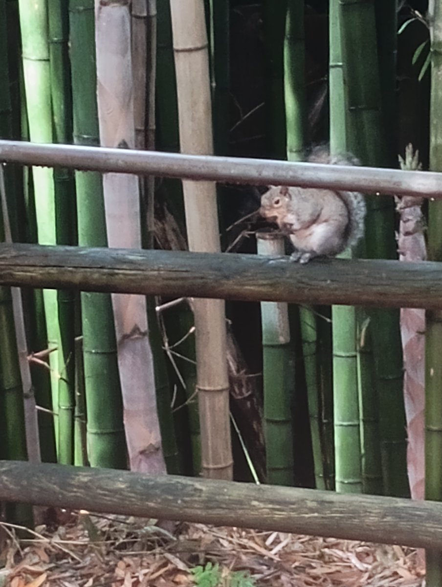 blueyhynard's tweet image. Squirrel with a 🥜 #animals