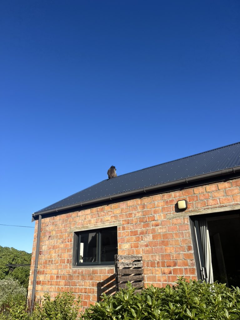 My dog is on the roof, again.