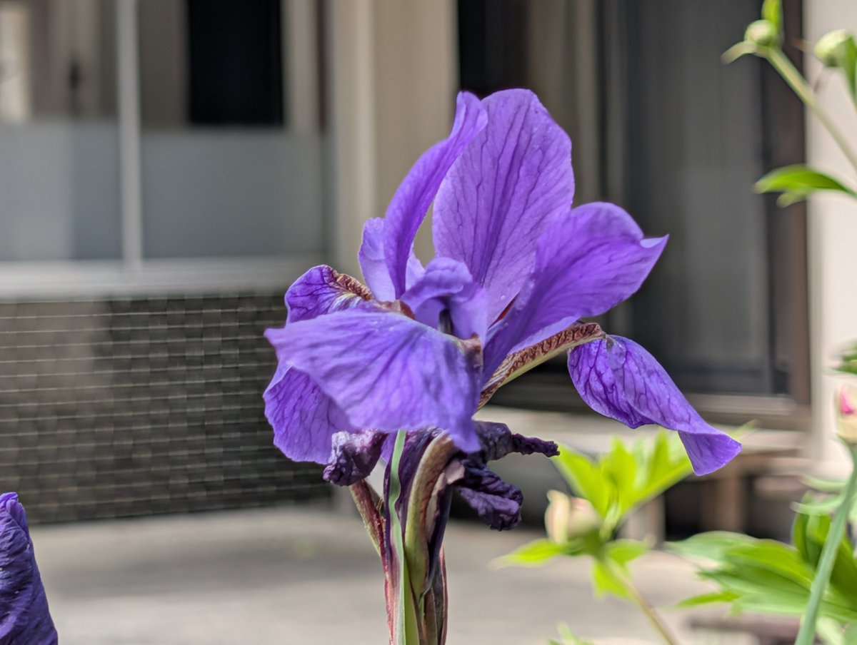 aki923's tweet photo. お庭の片隅
今年も花菖蒲が咲いてくれました。
#花菖蒲
#東みよし町 https://t.co/Ey6ElFN8MV