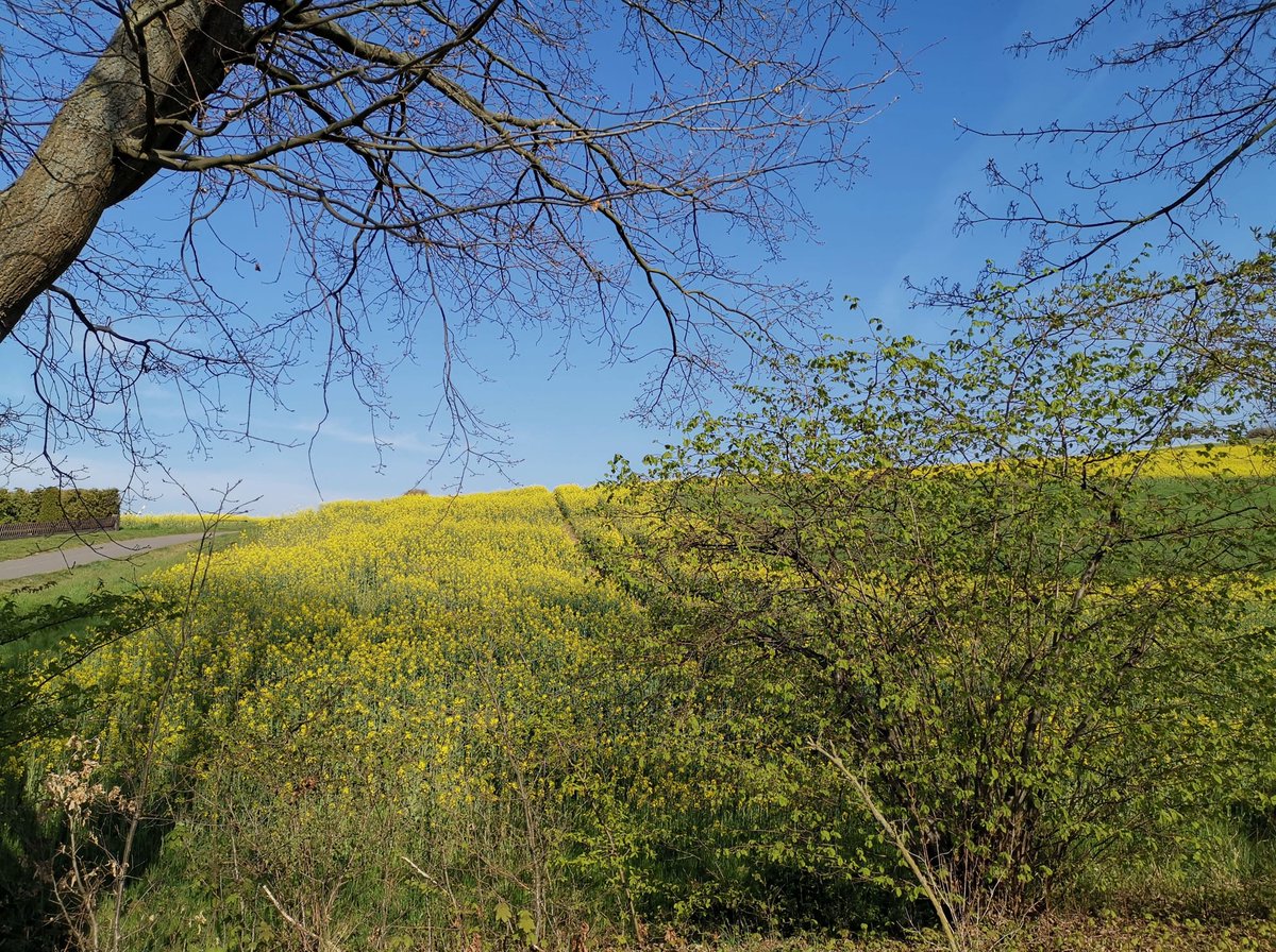ElasLittleWorld's tweet image. 🚲💛 Just after my training, escaped with Liselotte into golden rapeseed fields. Sunshine, sweet air, pure happiness on two wheels. 🌼 
#BikeLife #SpringVibes