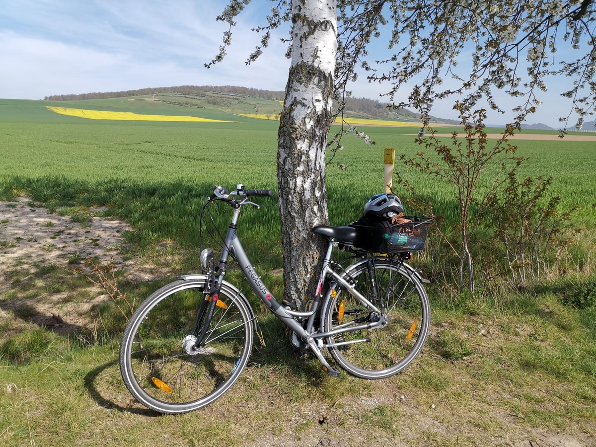 ElasLittleWorld's tweet image. 🚲💛 Just after my training, escaped with Liselotte into golden rapeseed fields. Sunshine, sweet air, pure happiness on two wheels. 🌼 
#BikeLife #SpringVibes