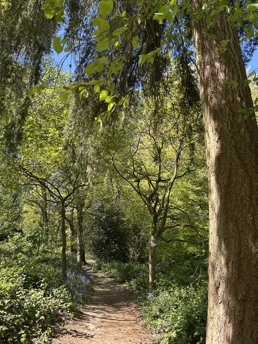 TC🌳 tweet media
