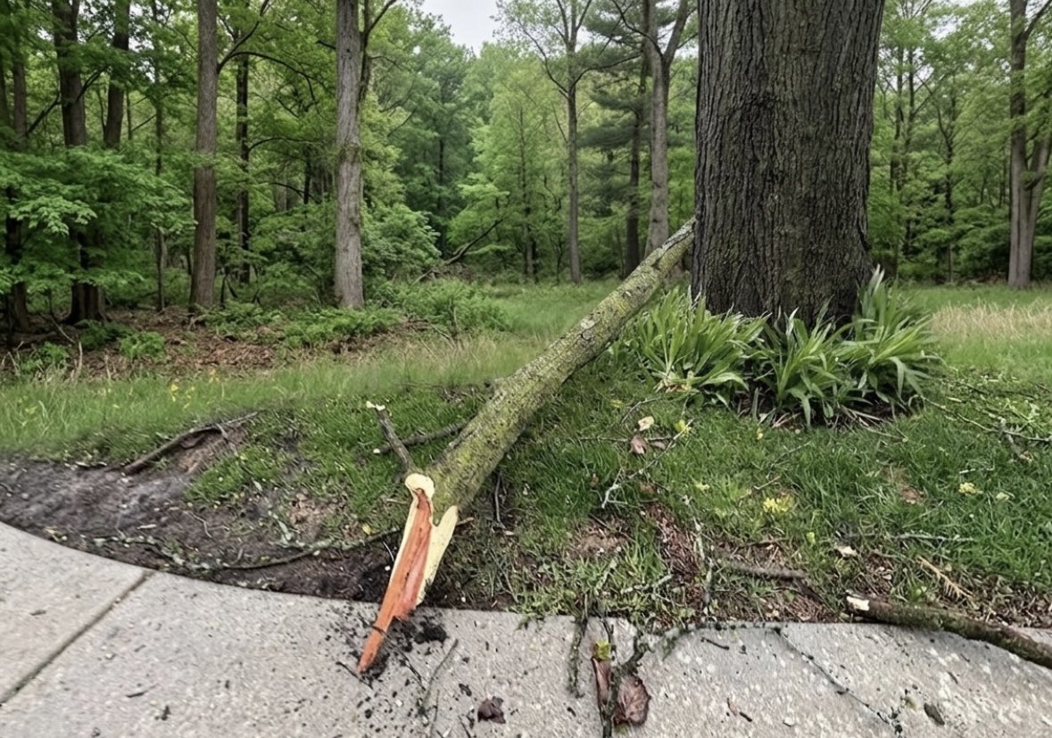 Lisa Weaver ( Advika ) tweet media