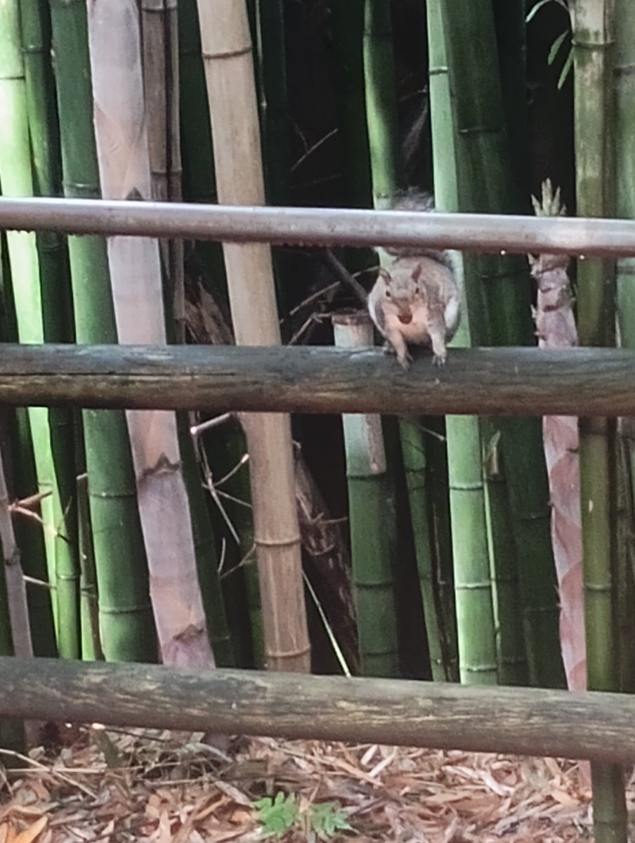 blueyhynard's tweet image. Squirrel with a 🥜 #animals