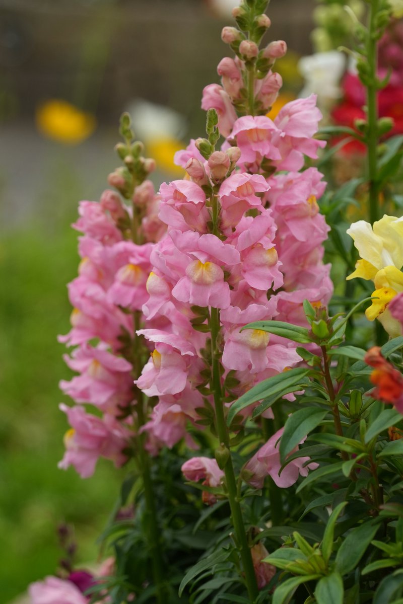 まみもこ tweet media