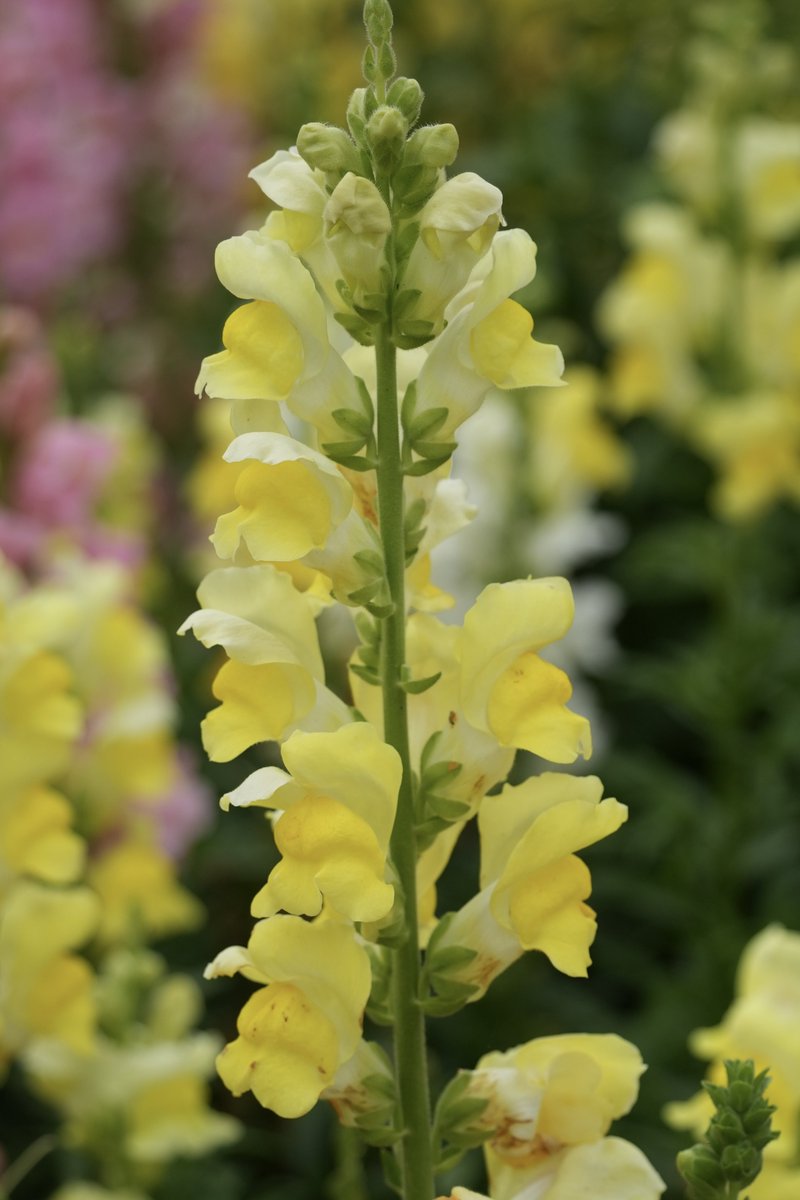 まみもこ tweet media