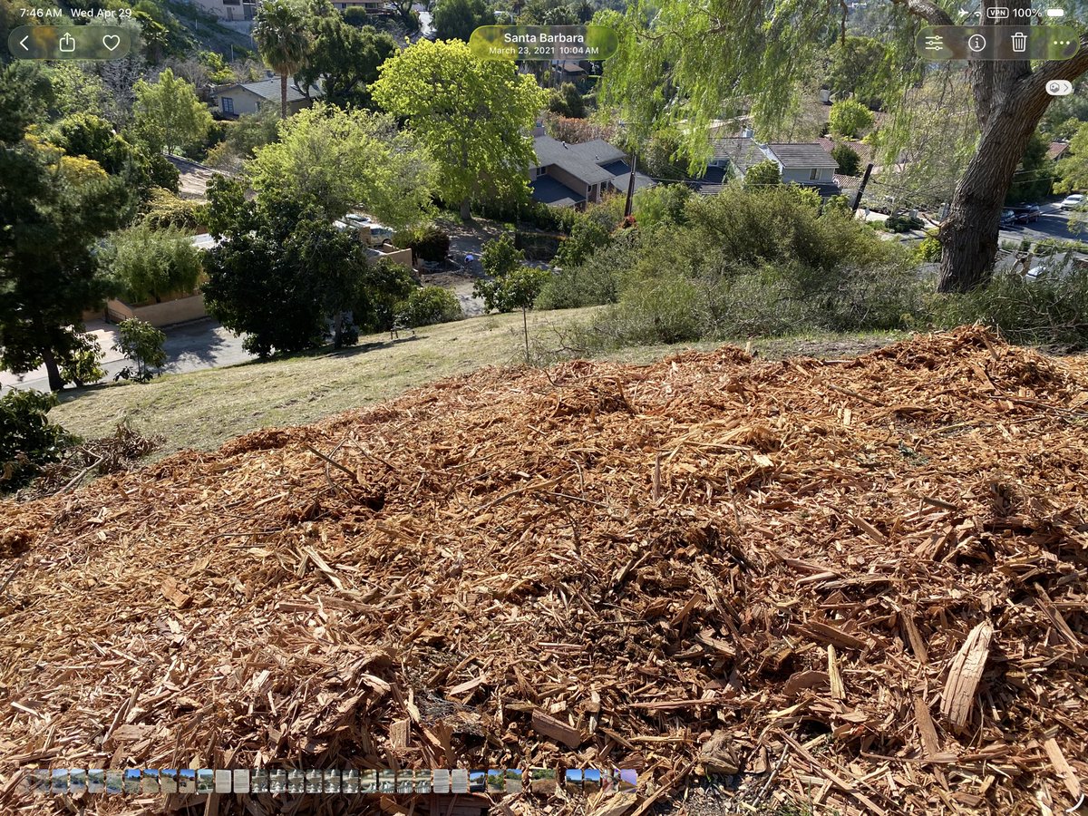 ToniaAllenGould's tweet image. Mulch, turns out, was the perfect ground cover, but what #LIHES beneath? #permaculture #SantaBarbara