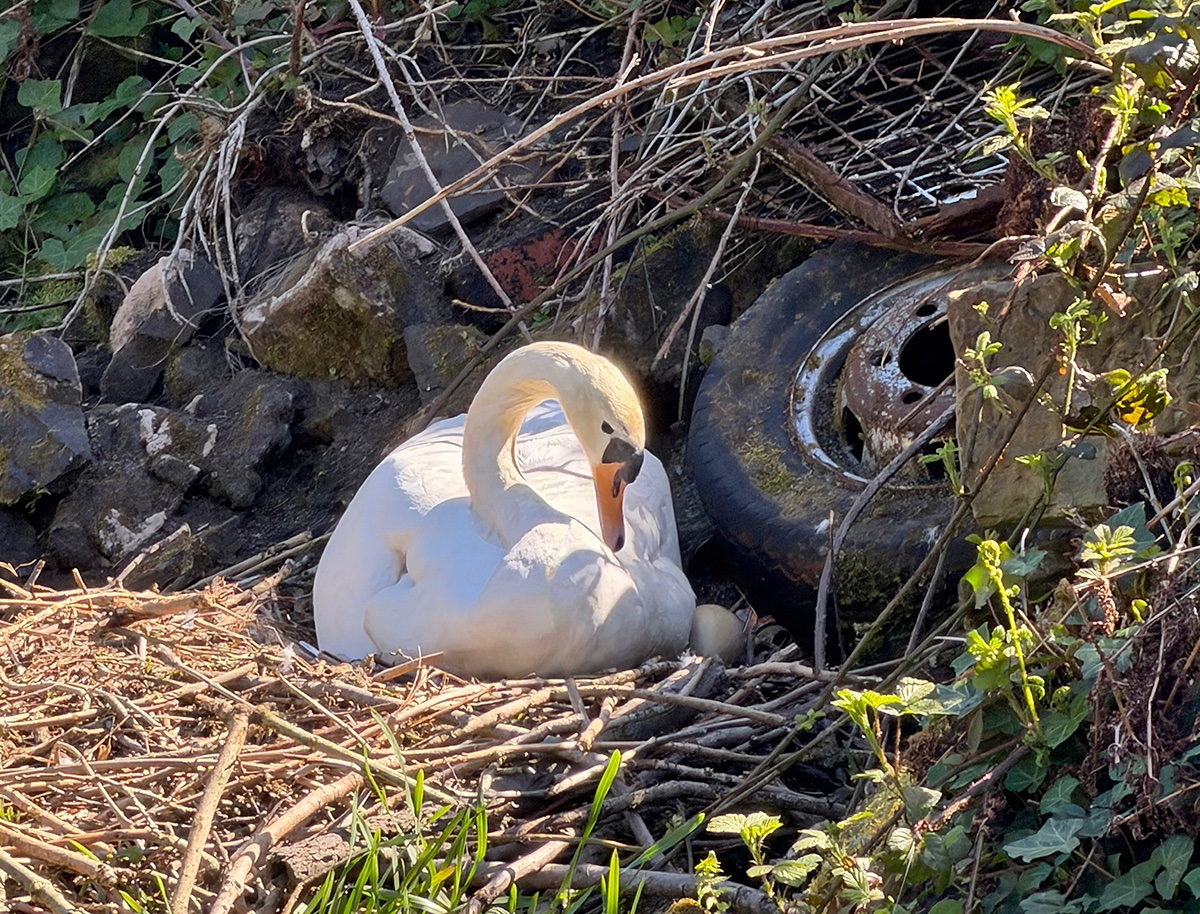 NowtbutaLad's tweet image. "Heir and a Spare". The Leeds-Liverpool Canal at Withnell Fold, between #Chorley and Blackburn, this morning - a Swan settles on her eggs next to a discarded spare tyre. @CanalRiverTrust @cprelancs @CRTNorthWest @InChorley @chorleynats @Natures_Voice #Lancashire