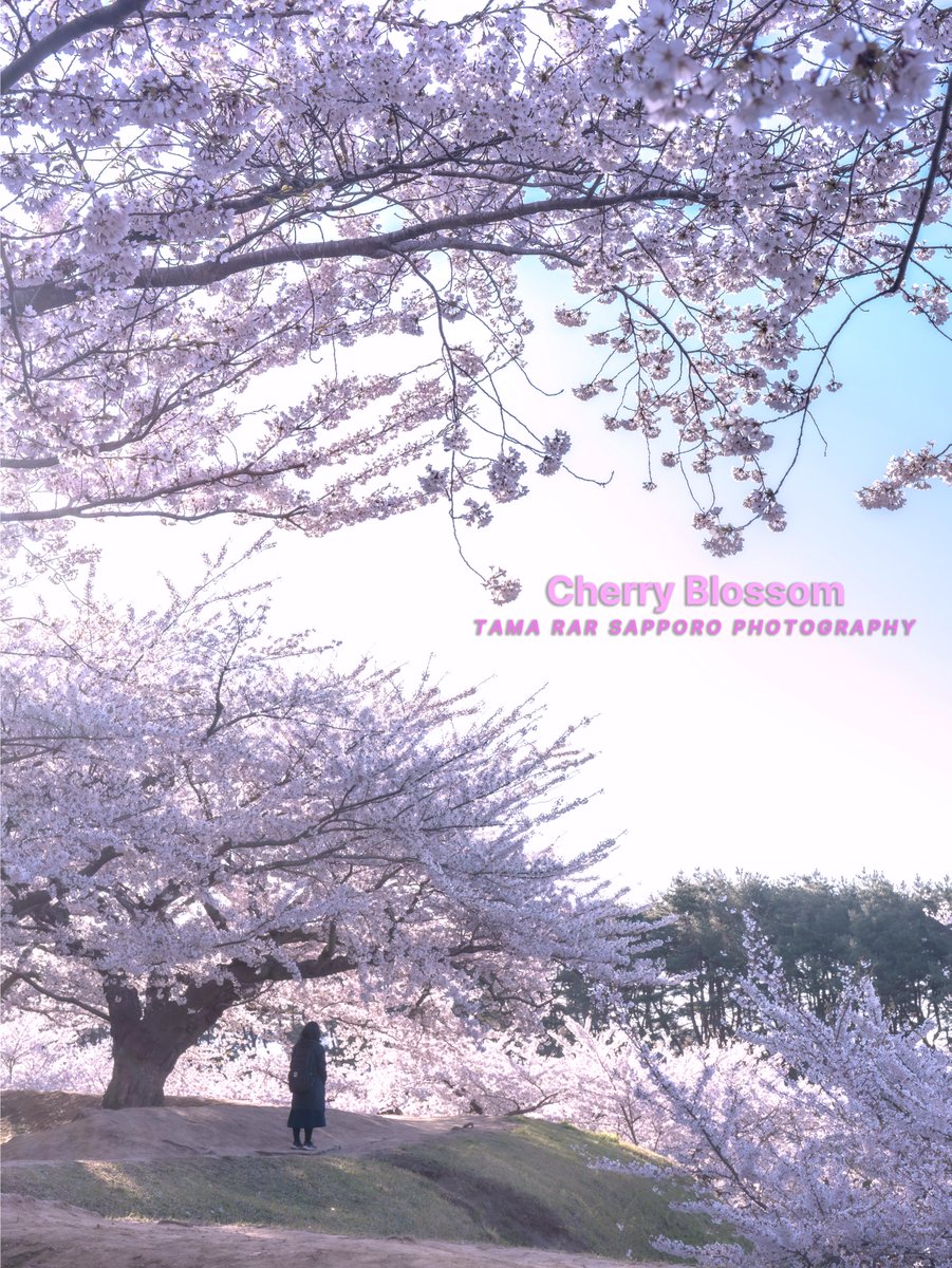 yuki_tama_rar_s's tweet image. 🌸-SAKURA-🌸
今夜もサクラをポスト。
北海道も春ですね～♪
#桜 #cherryblossoms #SAKURA
#ファインダー越しの私の世界
#キリトリセカイ #SonyAlpha
#a75 #sony #これソニーで撮りました
#東京カメラ部
#Photograph #Photography