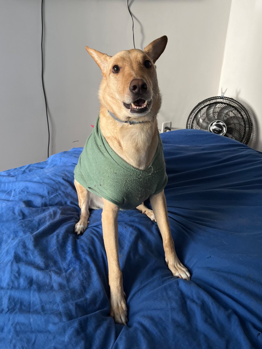 carolzão tweet media