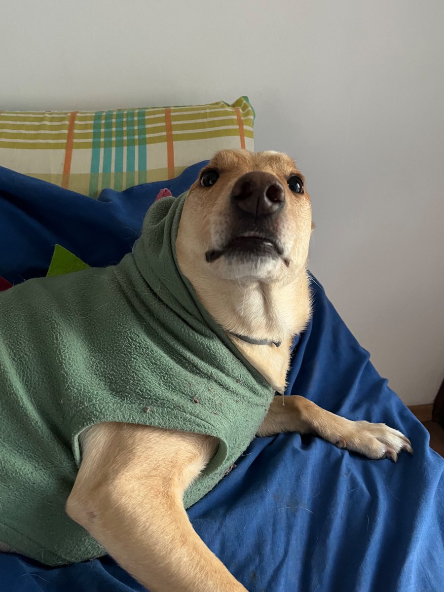 carolzão tweet media