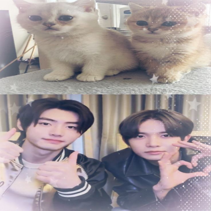 cath 🎗 ENHYPEN IS 7 tweet media