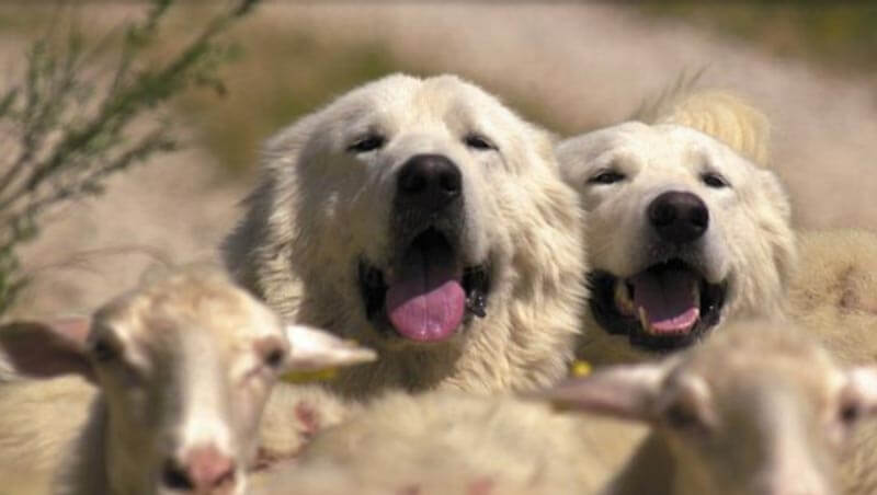 Il pastore come custode della Biodiversità e la gestione dei predatori selvatici - ilportaledelcavallo.it/?p=86234