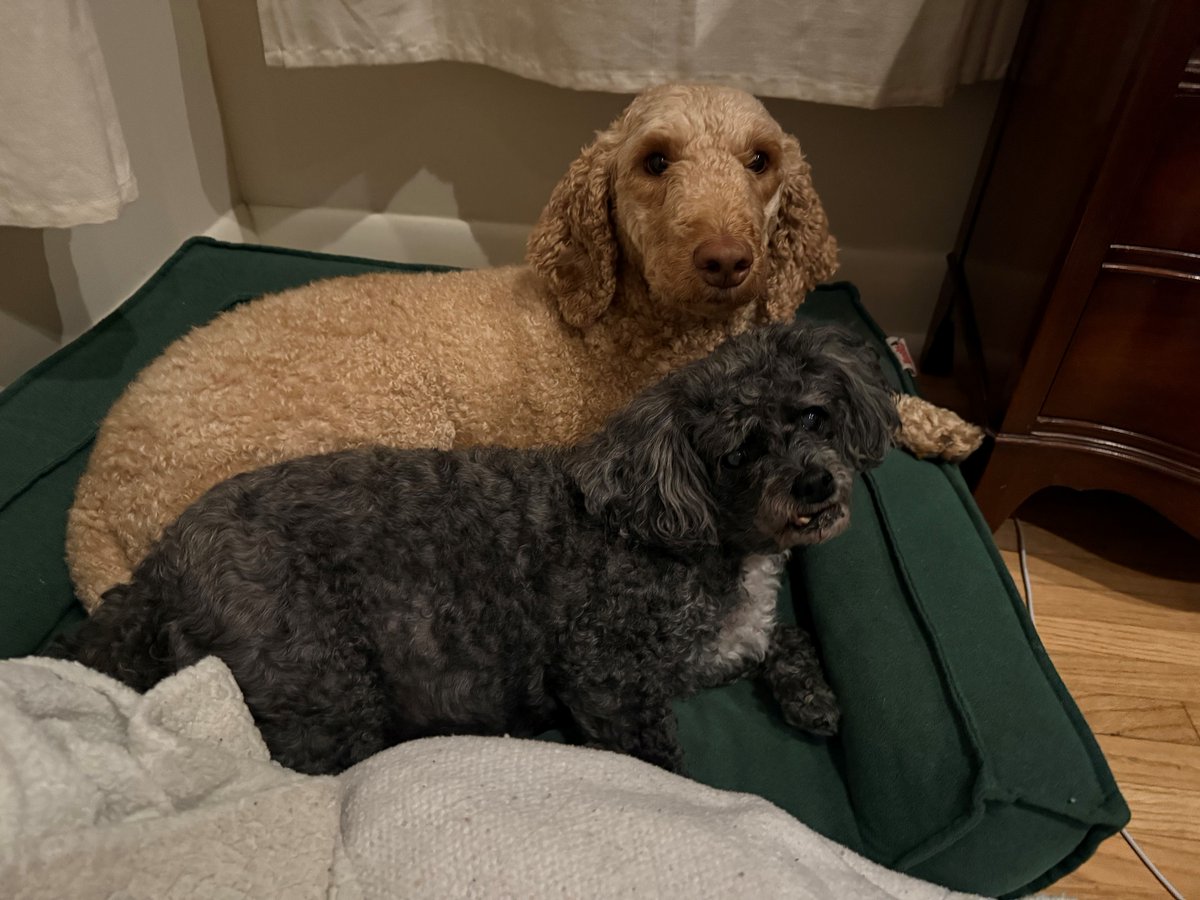 Humane Society of Missouri tweet media