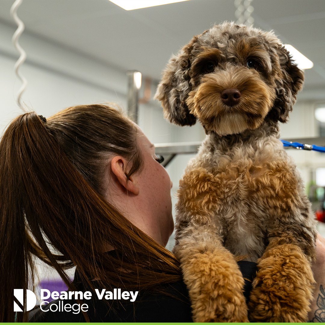 DVCollege's tweet image. WE NEED YOUR DOG 🐶

We’re in need of wool/wool-mix breeds and silky tidy-trim breeds for our Level 2 grooming students.

Dogs are currently £10 each.

Please email Katie.Worker@rnngroup.ac.uk to get your dog booked in.

Thank you! 🐾

#DogGrooming #College #Dog #DearneValley