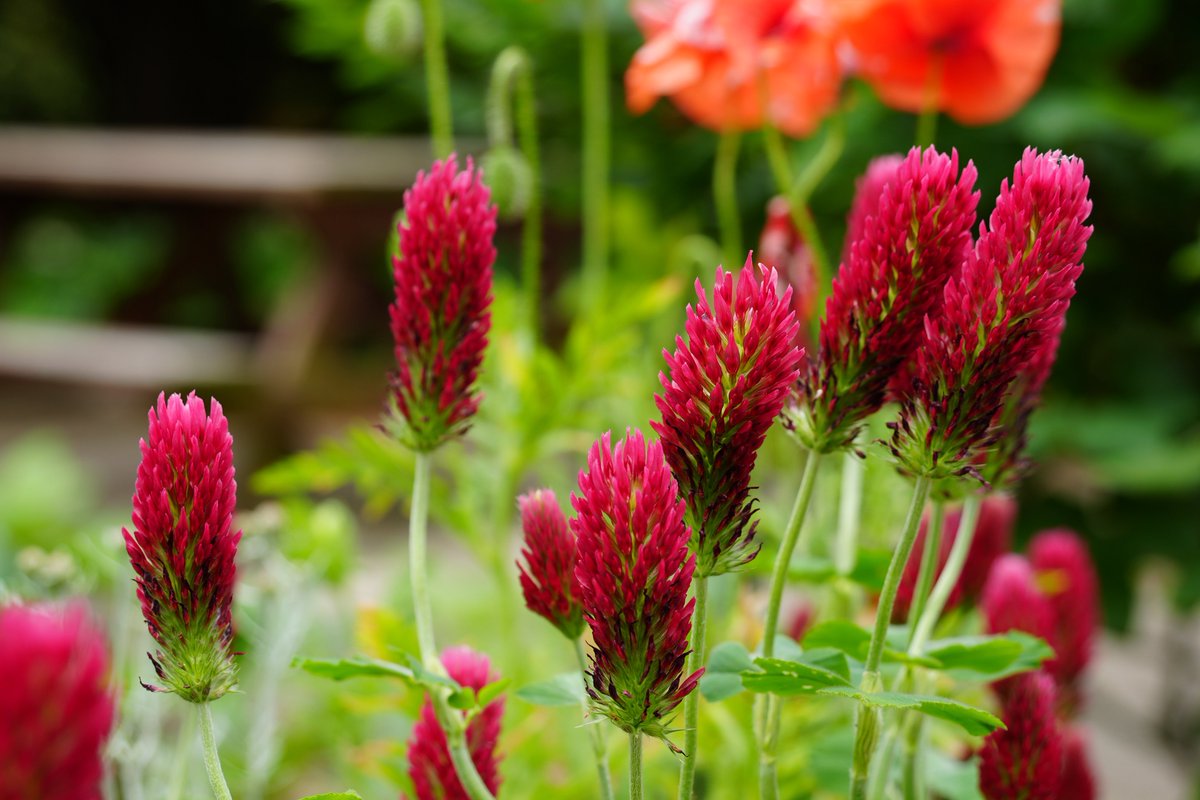 まみもこ tweet media