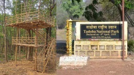 LokmatTimes_ngp's tweet image. #Chandrapur: A special animal census will be conducted on May 1 at Tadoba-Andhari Tiger Reserve on the occasion of Buddha Purnima, with teams stationed overnight on 57 machans in the buffer zone to record wildlife sightings.
#Chandrapur #Tadoba #Wildlife #BreakingNews